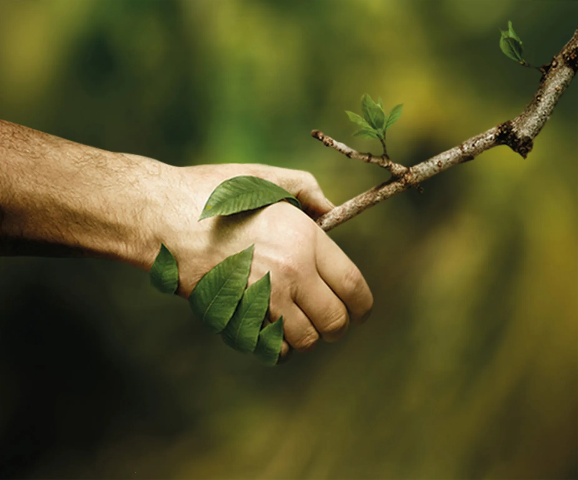 Fuchs mensch schuettelt Baum die Hand